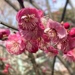 Prunus mume Blomst