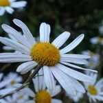 Chrysanthemum zawadzkii Fiore