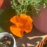 Eschscholzia caespitosa Flor