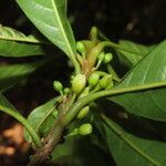 Chrysophyllum venezuelanense Hoja