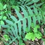 Cirsium erisithales Leaf