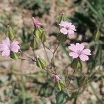 Vaccaria hispanica Blomst