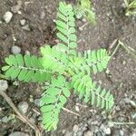 Phyllanthus amarus पत्ता