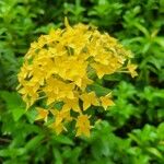 Ixora chinensis Цвят