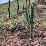 Cereus stenogonusLevél