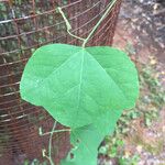 Passiflora lutea Leaf