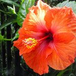 Hibiscus rosa-sinensis പുഷ്പം