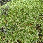 Azorella aretioides Hoja