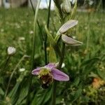 Ophrys apiferaFlors