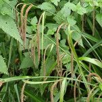 Carex pendula Fruit