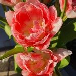 Tulipa agenensis Flower