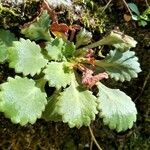 Saxifraga spathularis Blatt