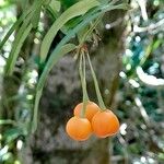Luzuriaga radicans Frucht