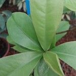 Ardisia wallichii 葉