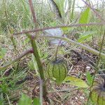 Physalis philadelphica Habitatea