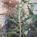 Kalanchoe daigremontiana Συνήθη χαρακτηριστικά