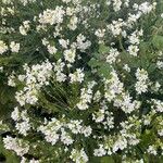 Armoracia rusticana Λουλούδι