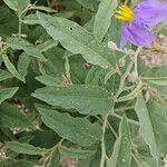Solanum elaeagnifolium Levél