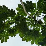 Cecropia peltata ഇല