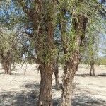 Prosopis cineraria Costuma