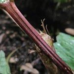 Rheum palmatum Ekosanga