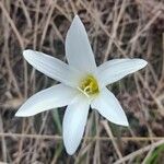 Zephyranthes mesochloa Λουλούδι