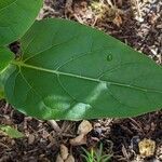 Mirabilis jalapa Φύλλο