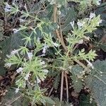 Salvia spinosa Hábito