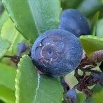 Vaccinium ovatum Fruit