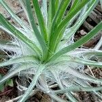 Gelasia hirsuta Leaf