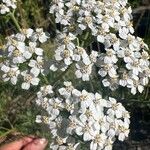 Achillea setacea Floare