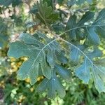 Quercus lobata Leaf