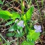 Viola elatior Flower