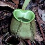 Nepenthes ampullaria Leaf