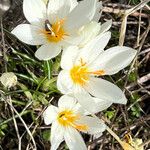 Crocus laevigatus Λουλούδι