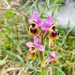Ophrys tenthredinifera Цвят