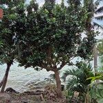 Calophyllum inophyllum Folha