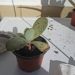 Kalanchoe marmorata Foglia