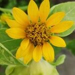 Helianthus mollis Квітка