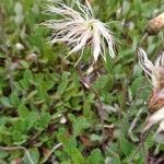 Dryas drummondii Frukt