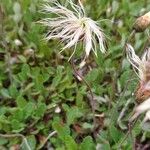 Dryas drummondii फल