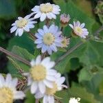 Pericallis steetzii Fleur