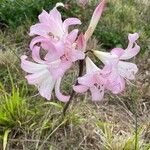 Amaryllis belladonnaVirág