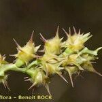 Cenchrus spinifex Frucht