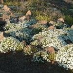 Argyranthemum adauctum Habit