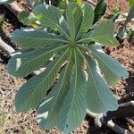 Cecropia pachystachya Leaf