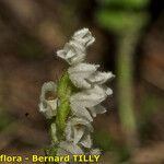 Goodyera repens Цветок