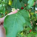 Capsicum baccatum Листок