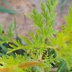 Adonis aestivalis Leaf