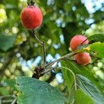 Crataegus douglasii ফল